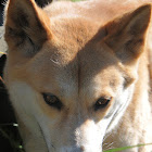Australian Dingo