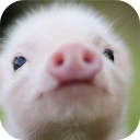 Pig Sounds Piggy Sounds Prank mobile app icon