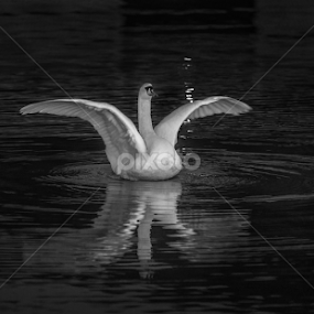Swan by Johannes Mikkelsen - Black & White Animals