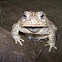 Woodhouse's Toad