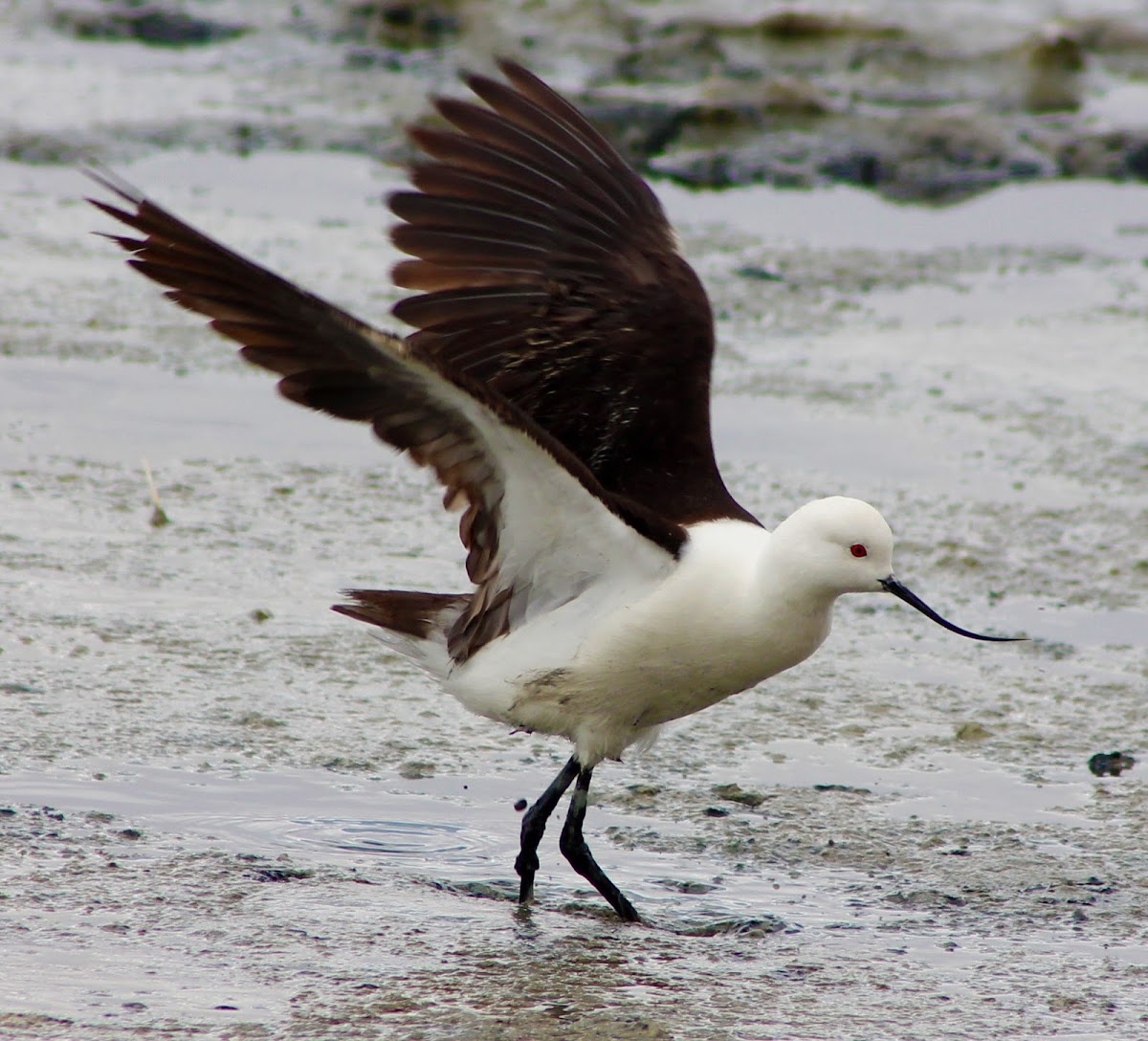 Andean avocet