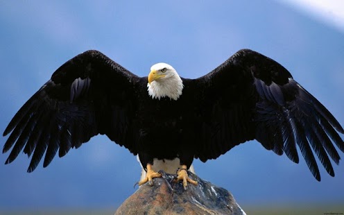 Eagle Live Wallpaper Screenshots 1
