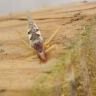 Two-spotted Tree Cricket, adult female