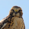 Swainson's Hawk