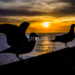 Seagulls of Pacifica by Megan Smith - Animals Birds