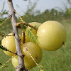 Indian gooseberry / நெல்லிக்காய் (Nellikaai)