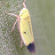 Green Rice Leafhopper (Male)