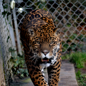 Jaguar by Ross Thornhill - Animals Lions, Tigers & Big Cats