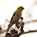 American Goldfinches