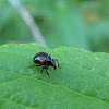 Oak Leaf-rolling Weevil
