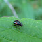 Oak Leaf-rolling Weevil
