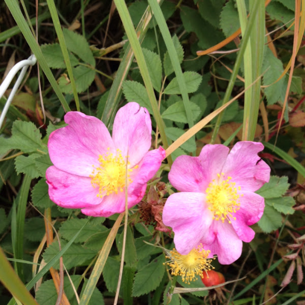 Wild Rose Project Noah