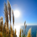 Big Sur Coast by Kathleen Koehlmoos -  
