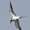 Ohio Endangered Species - Common Tern