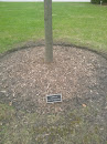 Burnham Memorial Tree