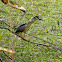 Black-crowned Night Heron