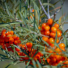 Common Sea-buckthorn