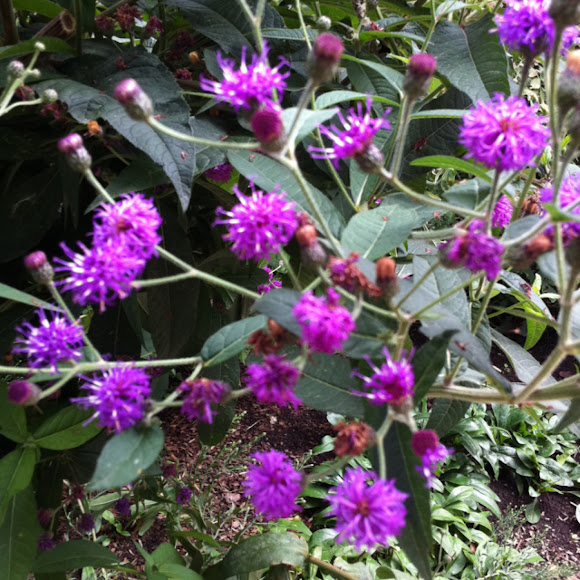 Ironweed Project Noah