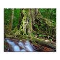 Tropic forest live wallpaper logo