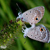 Ceraunus Blue Butterfly