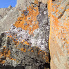 Orange Sea Lichen