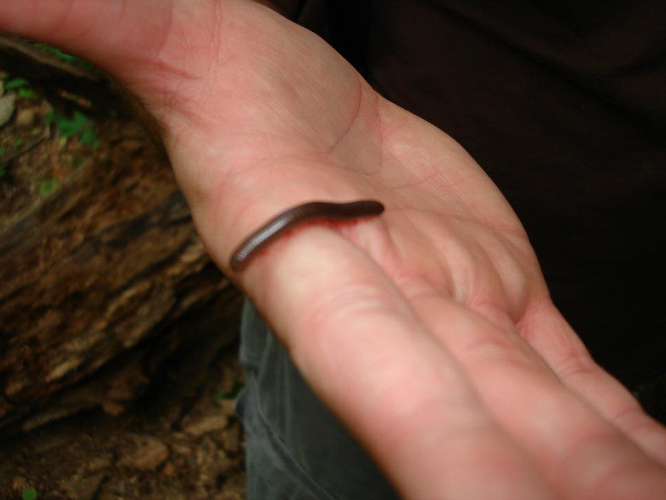 North American Millipede