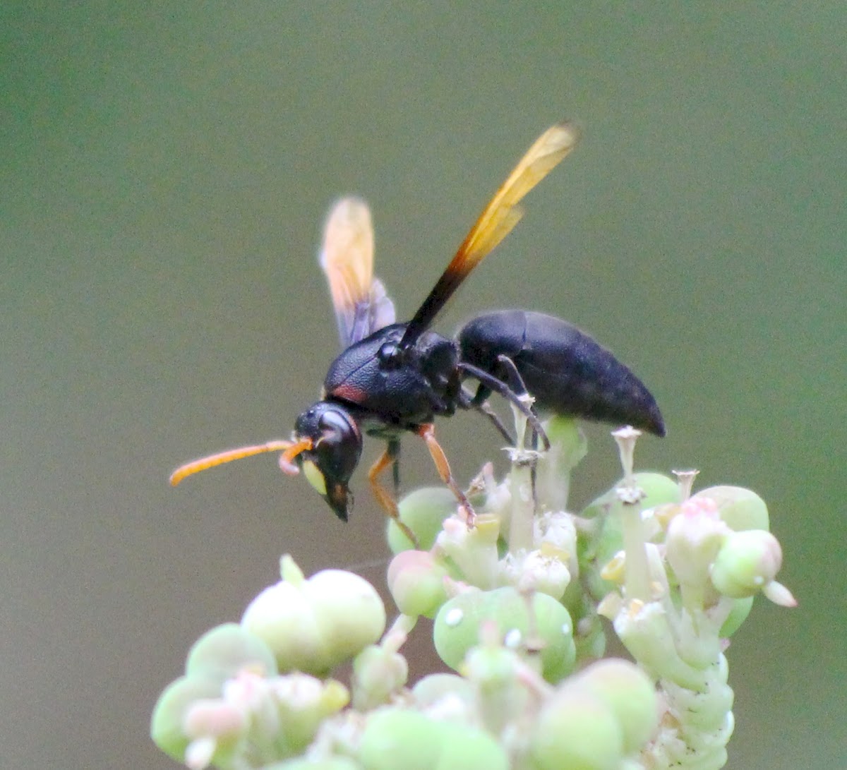 Black Potter wasp