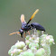 Black Potter wasp