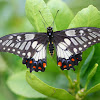 Dainty swallowtail