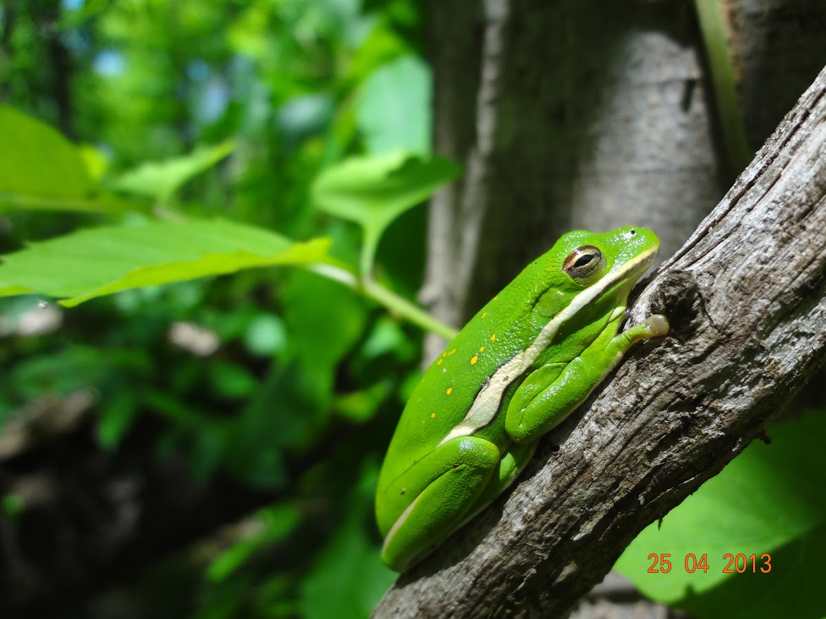Green Treefrog