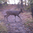 Male White-tailed Deer