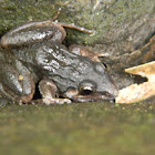 rana - frog