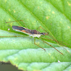 Leafhopper Assassin Bug
