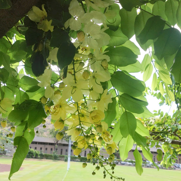 Gold tree | Project Noah
