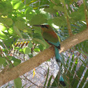 Turquoise-browed Motmot