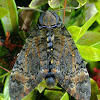 Death's Head Hawk Moth (Bee robber)