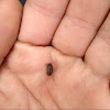 Pill bug