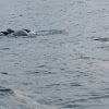 Common Bottle Nose Dolphin