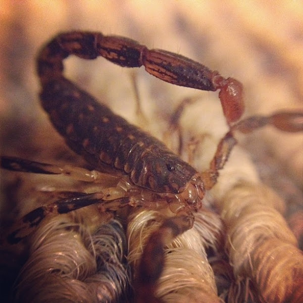 Wood Scorpion Project Noah