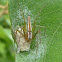 Lynx Spider with Eggs