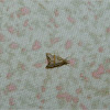 Euchromius moth (Ευχρώμιος ο ωραίος)
