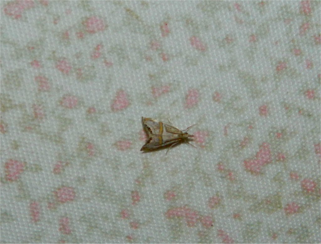 Euchromius moth (Ευχρώμιος ο ωραίος)