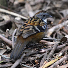 Australian Logrunner (male)