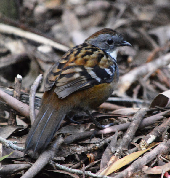 Australian Logrunner (male) Project Noah