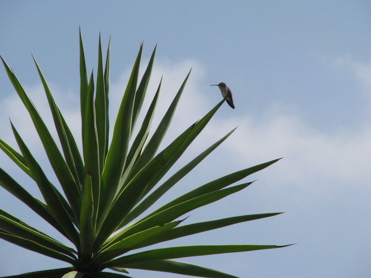 Anna's Hummingbird - ♀