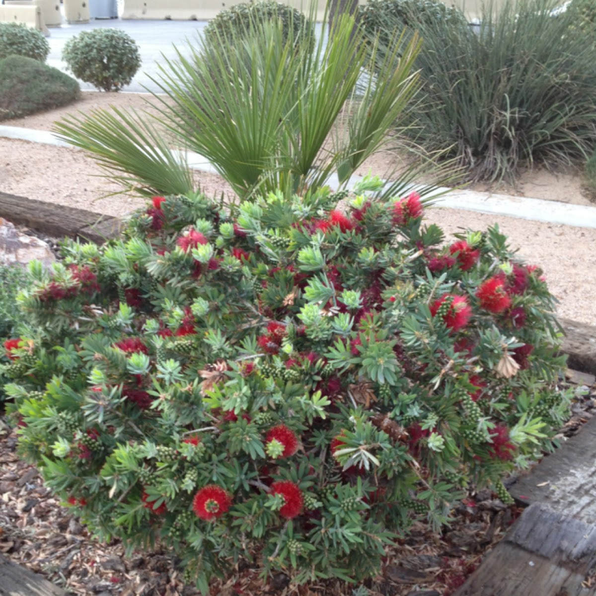 Bottle brush tree