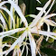 Spider Lily