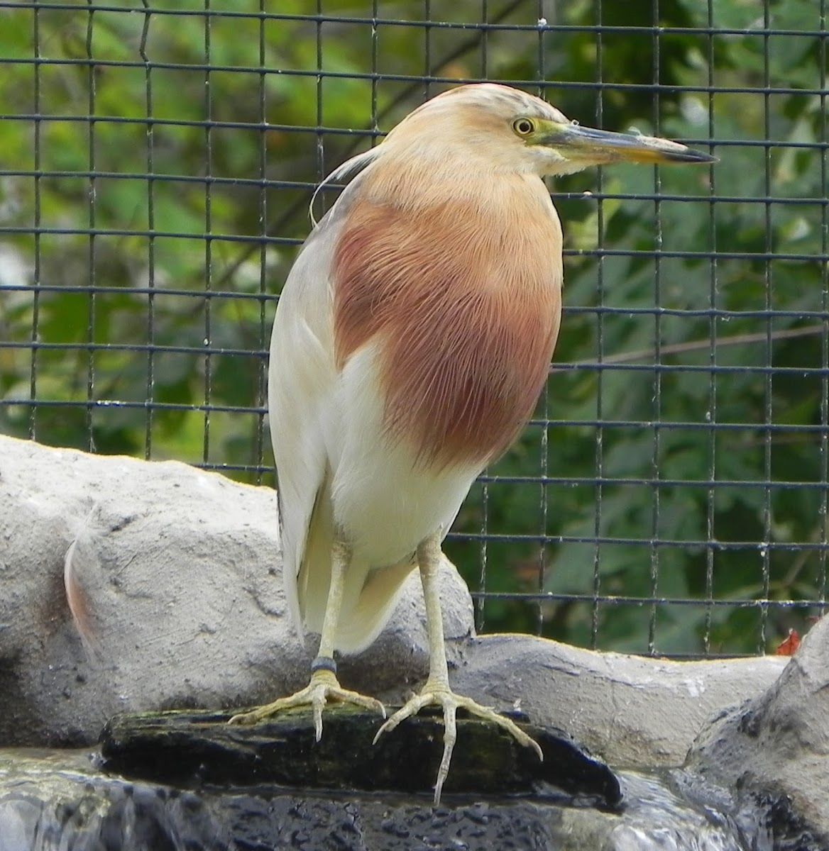 Javan Pond Heron