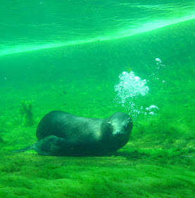 zeehond onderwater