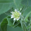 whiteflower leafcup